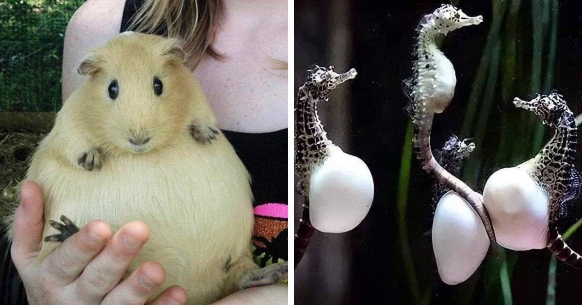 17 photos of pregnant animals whose "slightly" rounded tummies are both amusing and touching at the same time