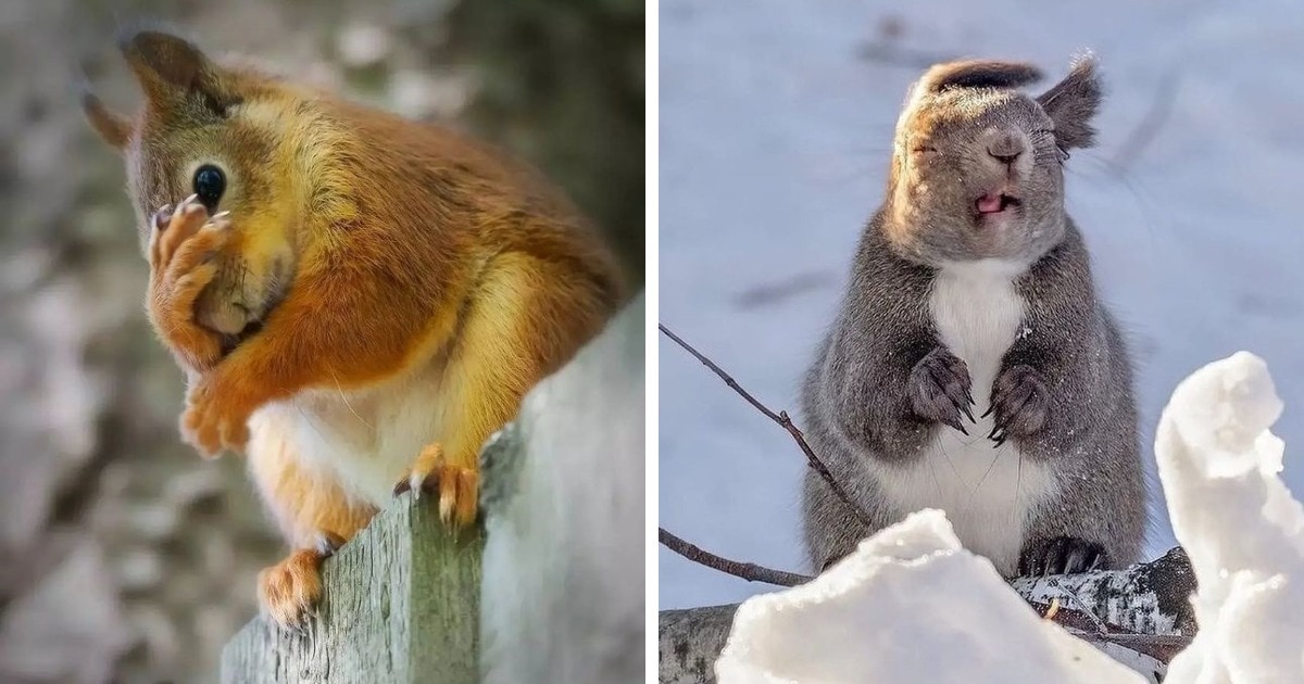 15 photos of funny squirrels whose mannerisms and grace will make you laugh to tears