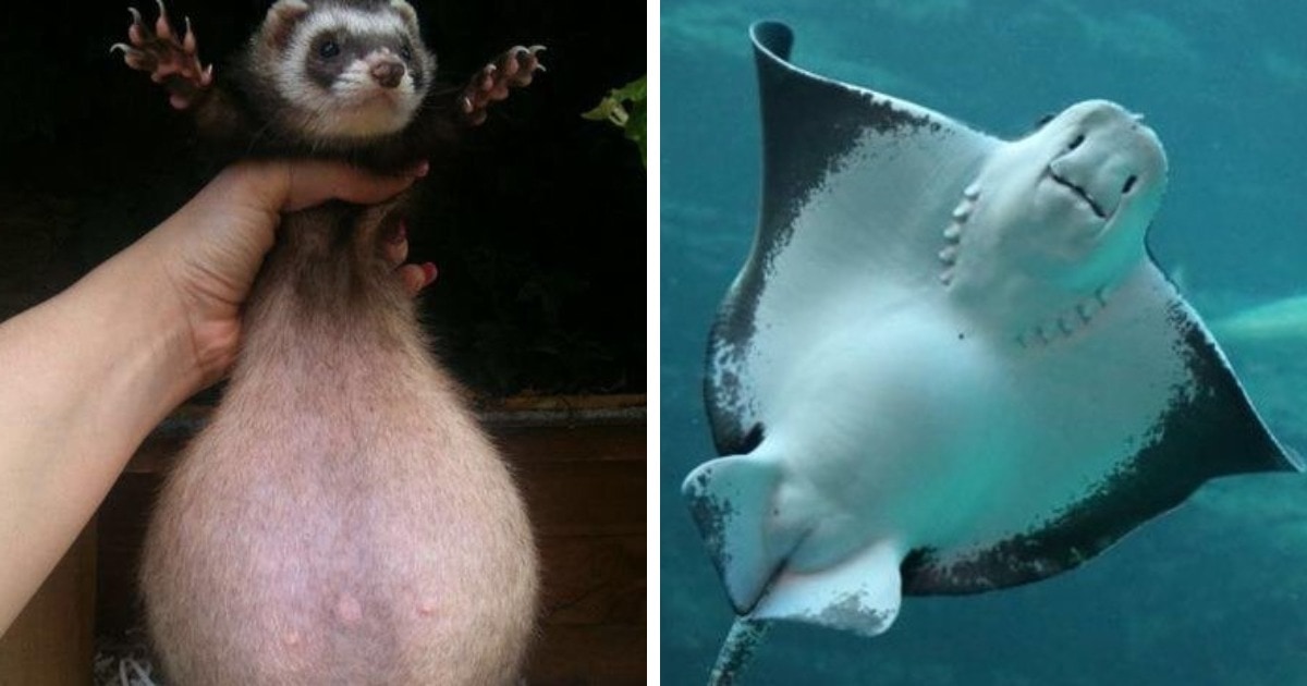 15 pregnant animals whose round tummies will definitely touch you and make you laugh at the same time