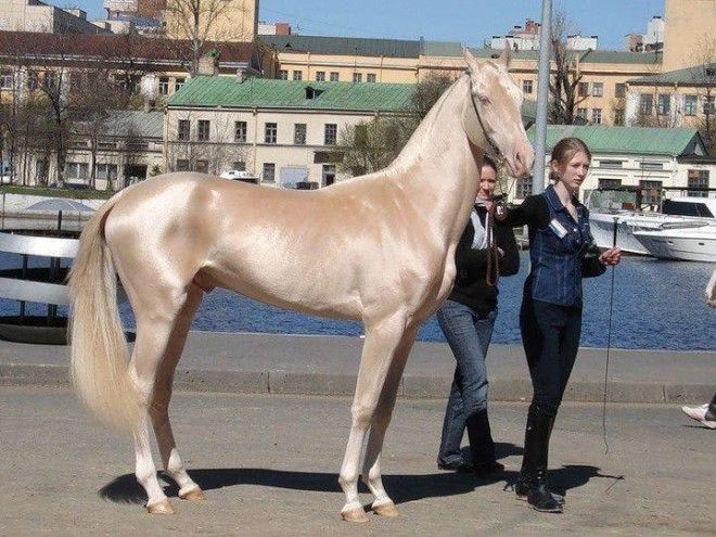 20 most beautiful horses in the world