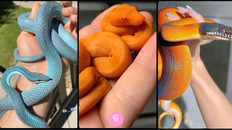 17 beautiful snakes in the world