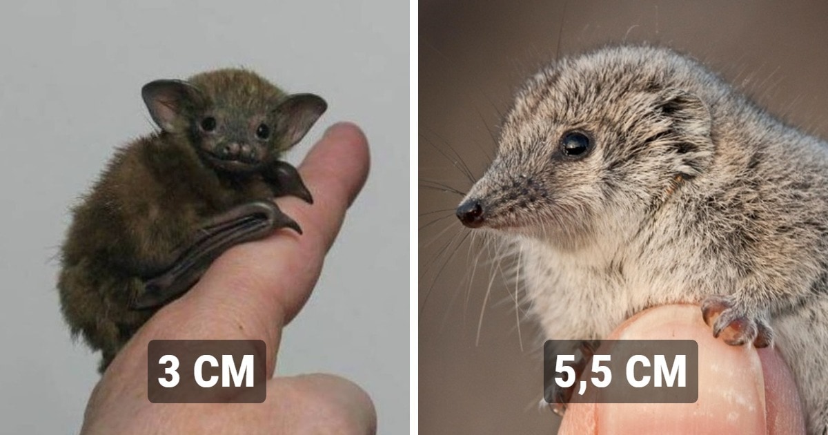 Tiniest Animals on the Planet