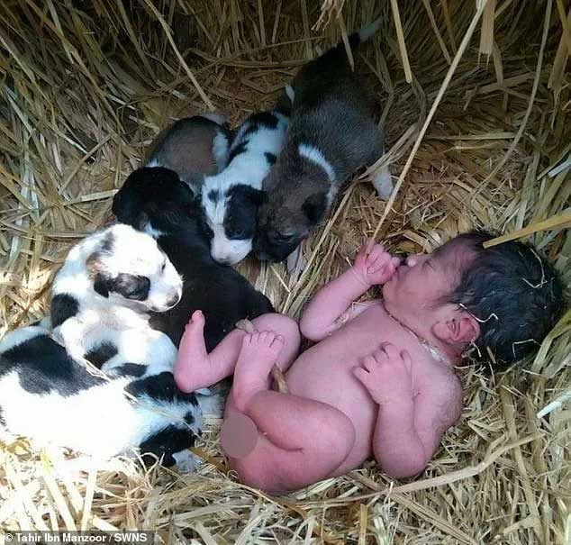 Puppies rescue an abandoned baby