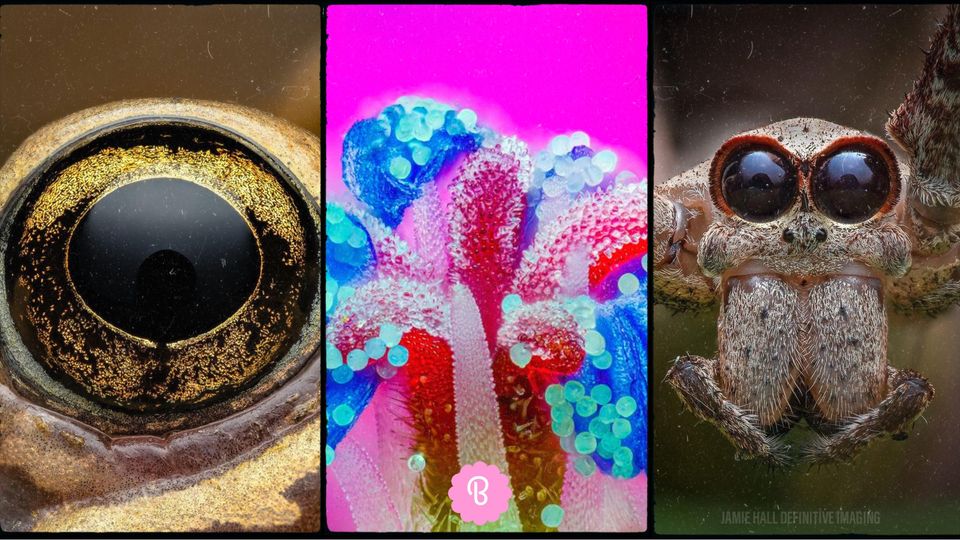 16 macro photos showing in detail what we cannot see in everyday life